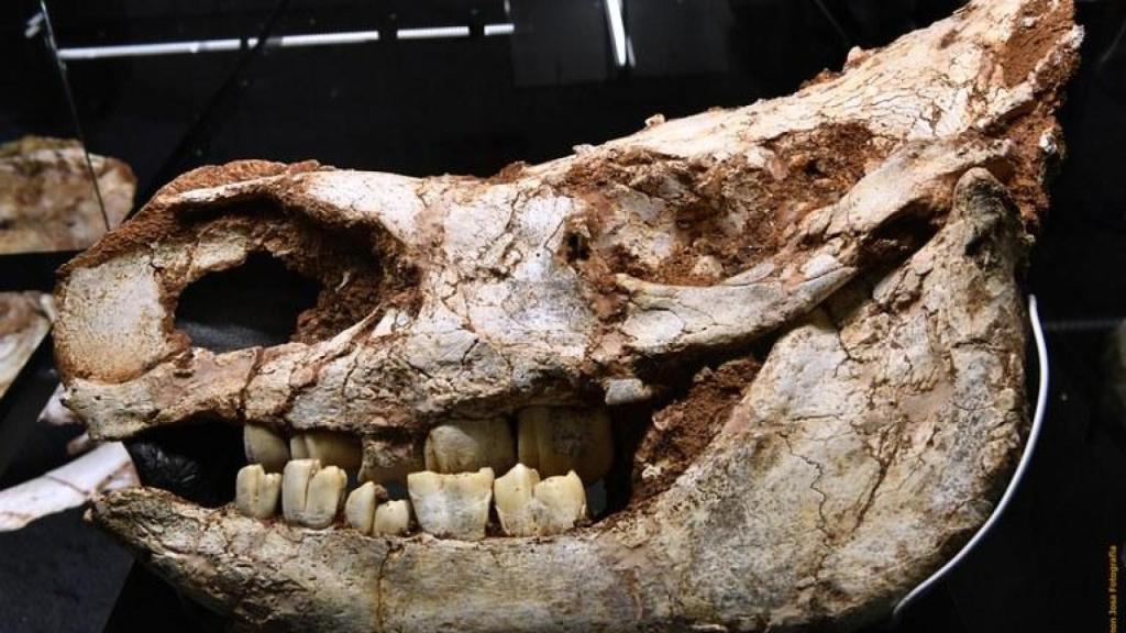 Restes de rinoceront trobats a Castelldefels