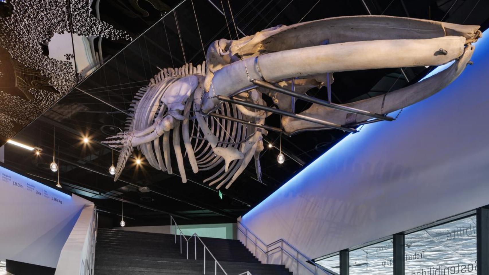 Esqueleto de una ballena del Museo de Ciencias Naturales de Barcelona
