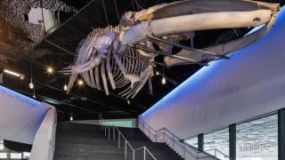 Esqueleto de una ballena del Museo de Ciencias Naturales de Barcelona
