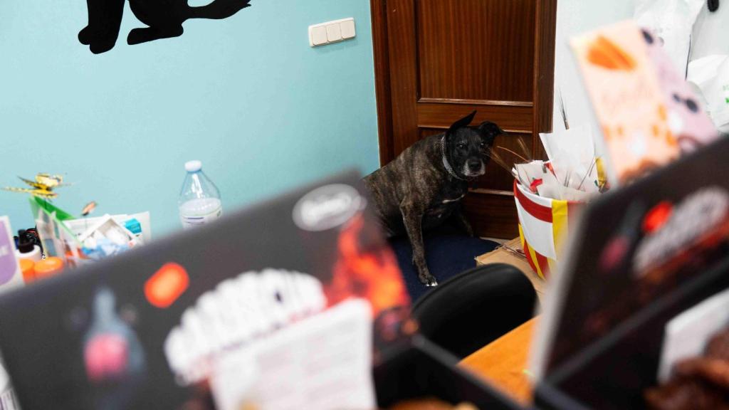 La clínica veterinària de Ruth Fargas, a Sant Adrià