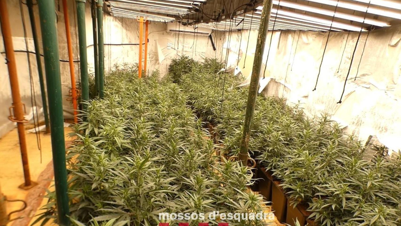 Plantación de marihuana en Gavà