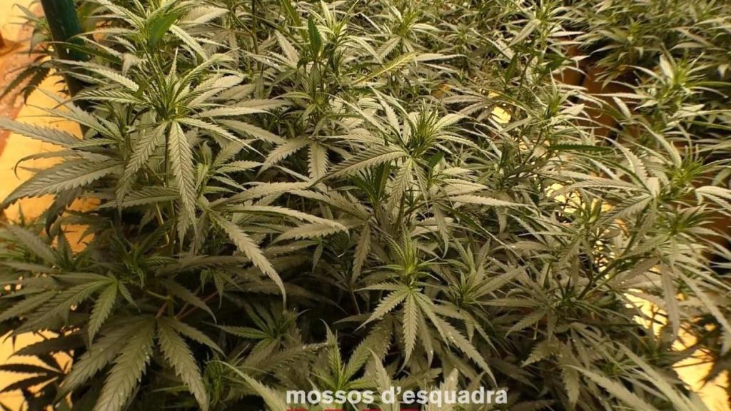 Plantación de marihuana en Gavà