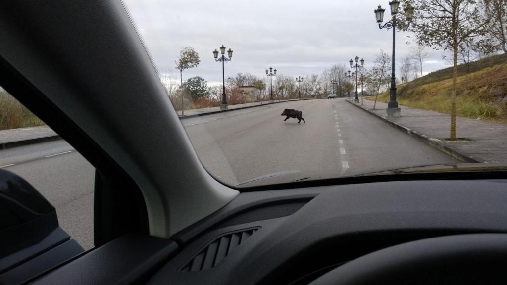 Un jabalí cruza una calle