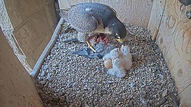 Nacen tres pollitos de halcón en la Sagrada Família de Barcelona