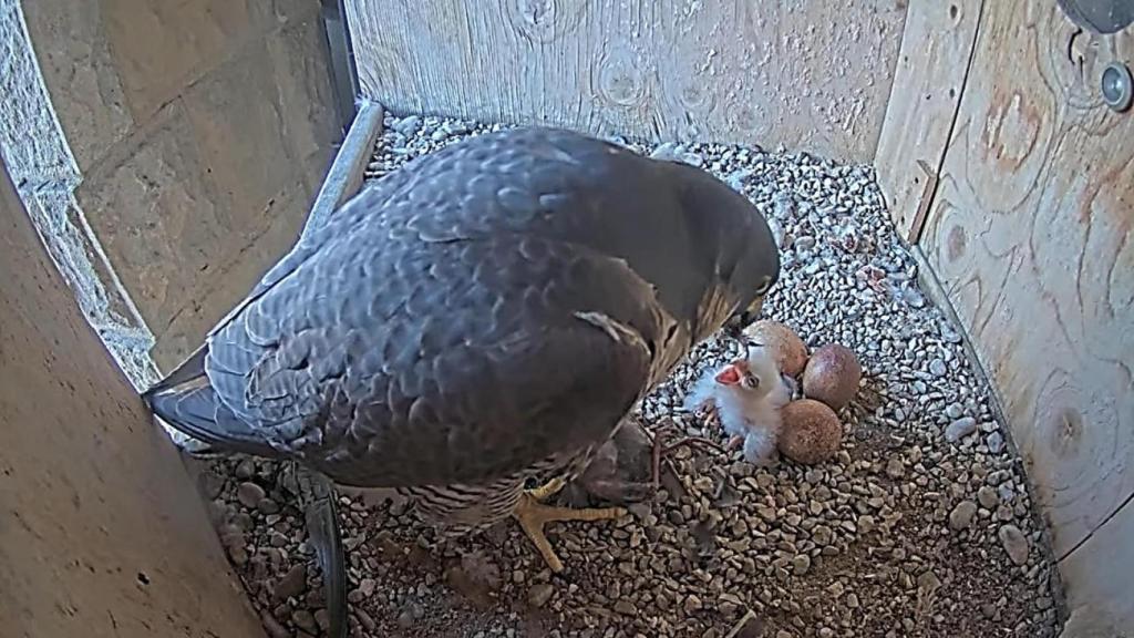 Falcó a la Sagrada Família amb les cries
