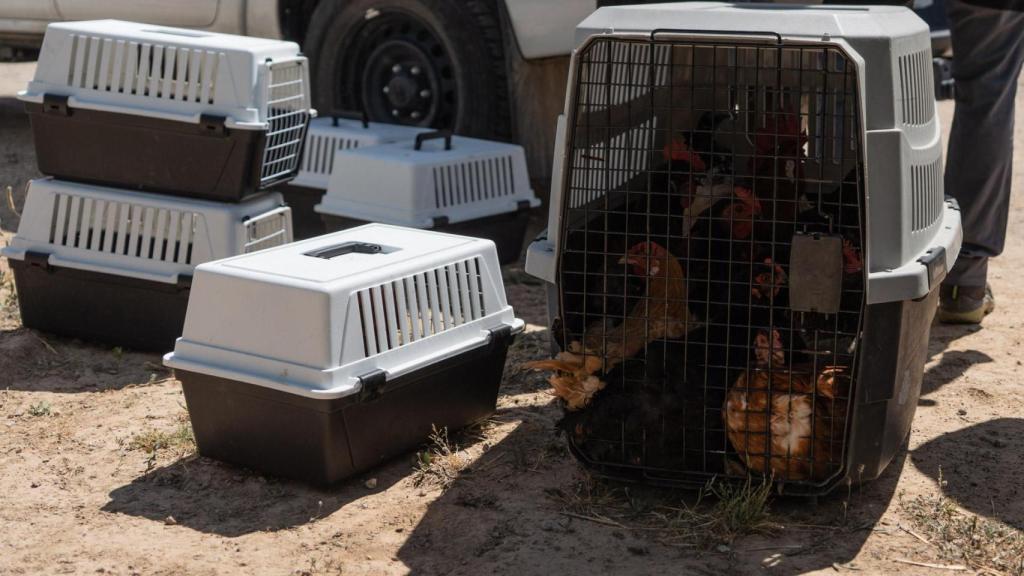 Animals incautats després del desallotjament