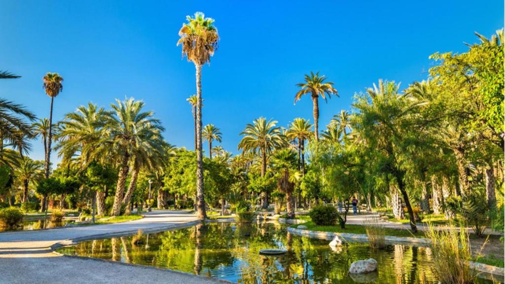 Palmeral en Elche, Alicante