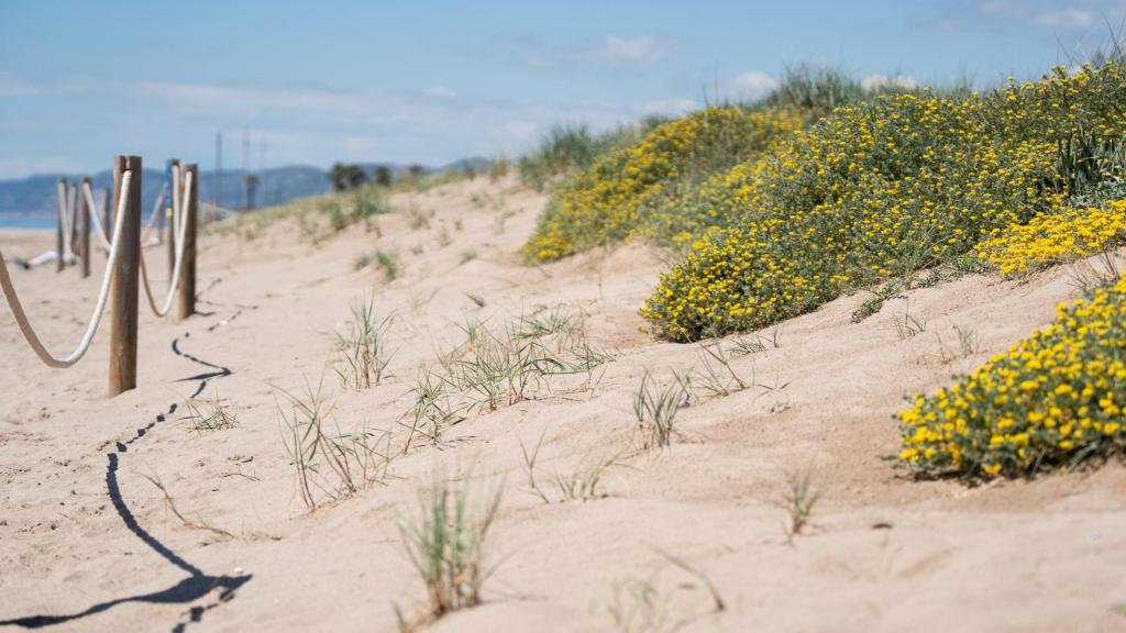 Dunes artificials de la platja de Gavà