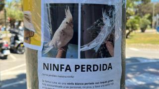 Cartel con información sobre Luna, una ninfa perdida en Viladecans