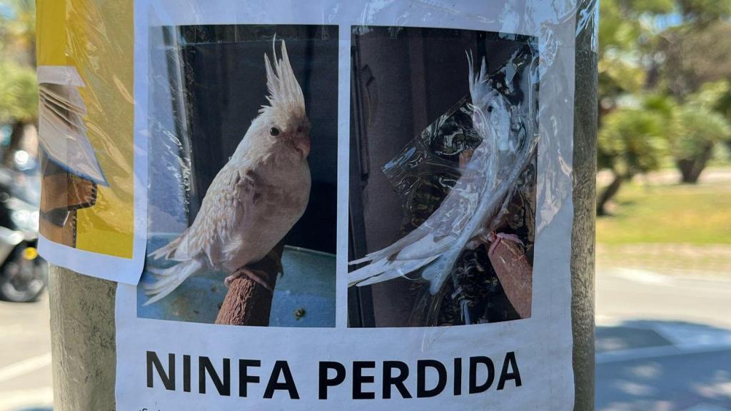 Cartel con información sobre Luna, una ninfa perdida en Viladecans