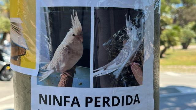 Cartel con información sobre Luna, una ninfa perdida en Viladecans