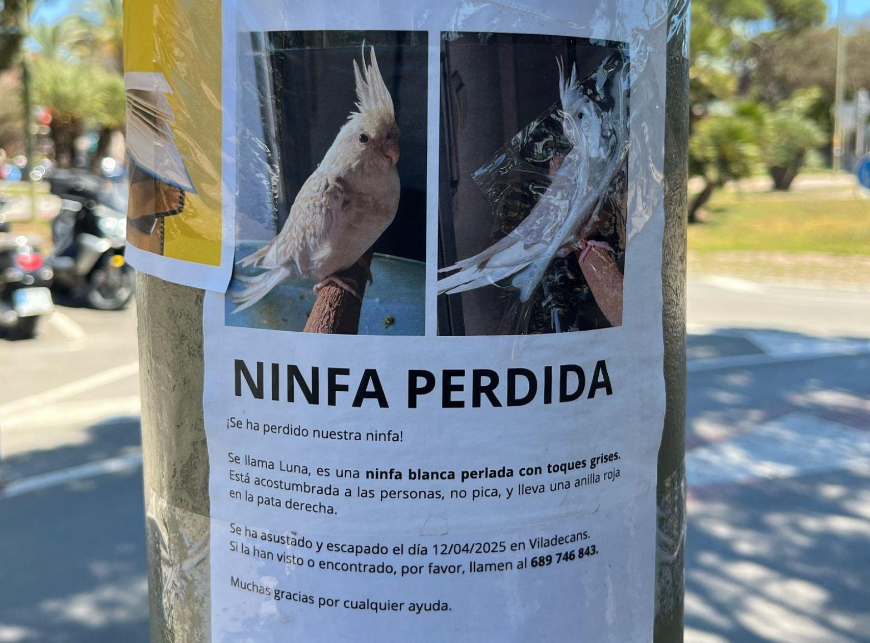 Cartell amb informació sobre Luna, una ninfa perduda a Viladecans