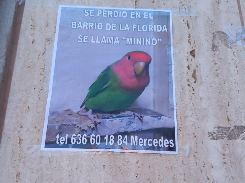 Minino, el periquito perdido en el barrio de La Florida de L'Hospitalet