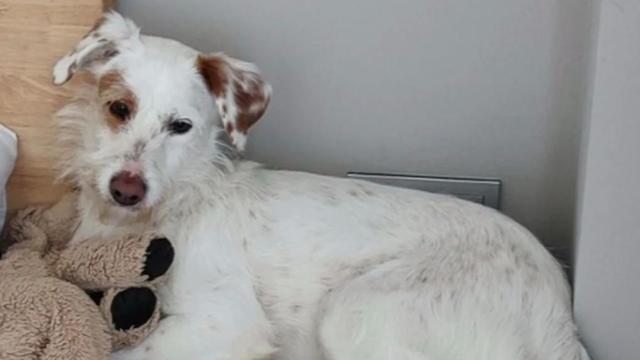 Buscan a Sol, una perrita perdida en Montaña de Sant Ramon, Viladecans