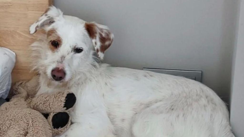 Buscan a Sol, una perrita perdida en Montaña de Sant Ramon, Viladecans
