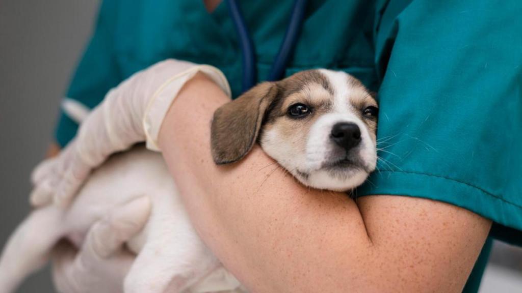 Un veterinario sostiene a un cachorro