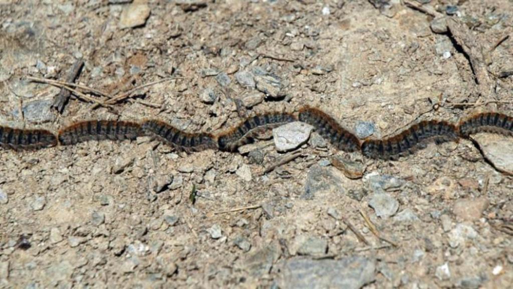 Una fila d'erugues processionàries de pi