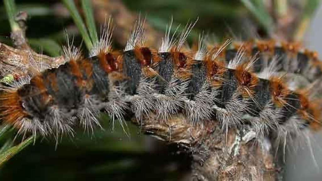 Una eruga processionària al Parc Natural de Collserola