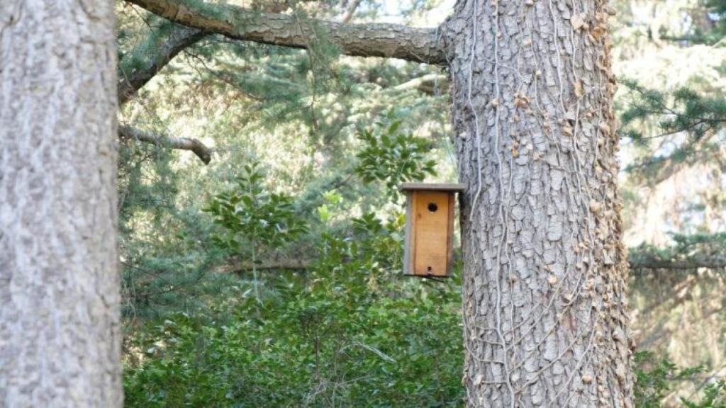 Trampa per a la processionària del pi a Barcelona