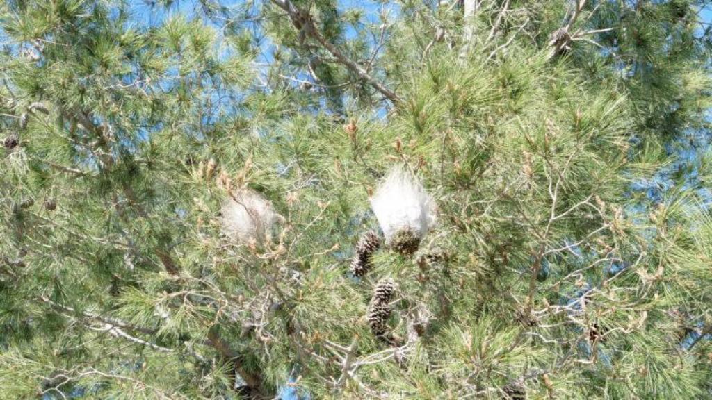 Nius de processionària del pi a Barcelona