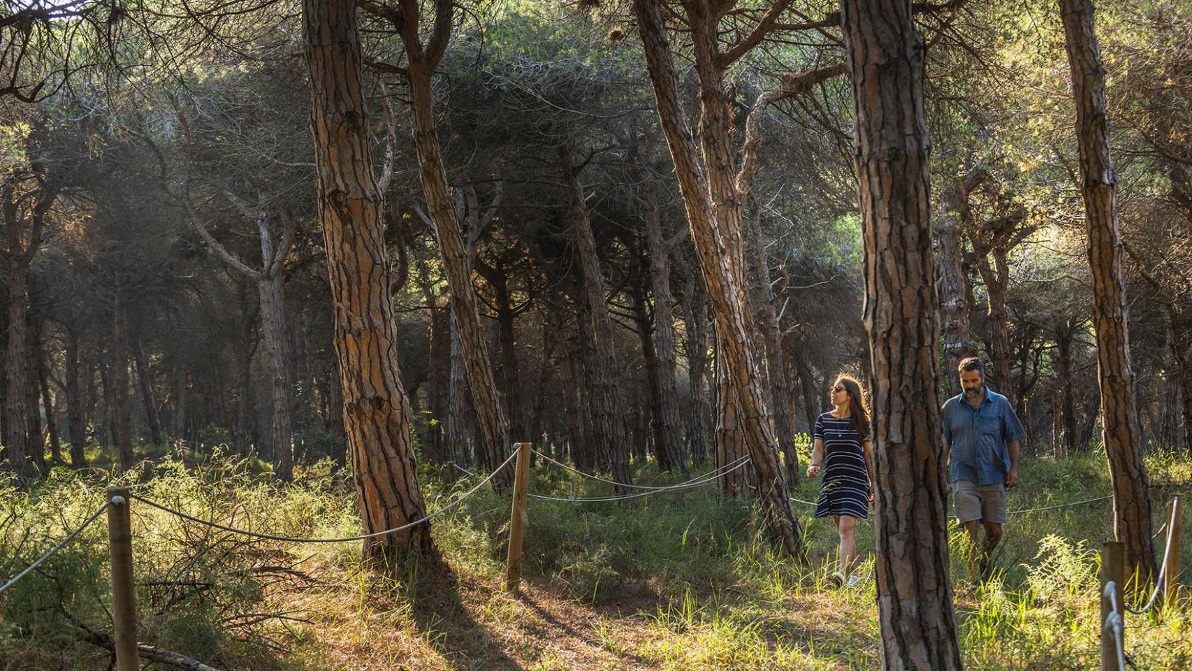 El bosque catalán que sólo se puede visitar 10 veces al año, Pineda de Can Camins