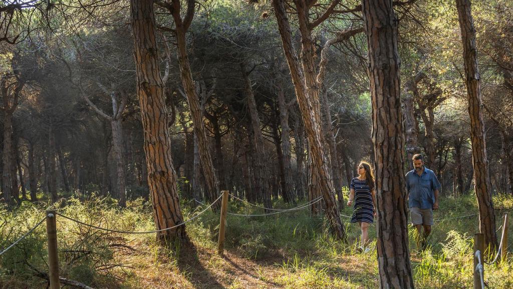 El bosque catalán que sólo se puede visitar 10 veces al año, Pineda de Can Camins