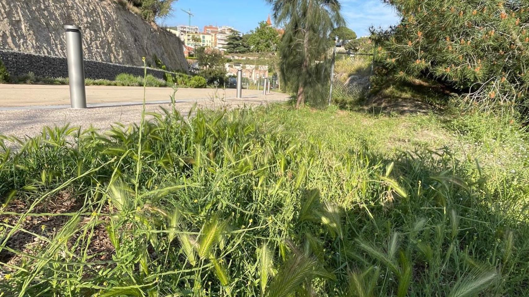 Espigas cerca de una acera en Tiana, un municipio del Maresme