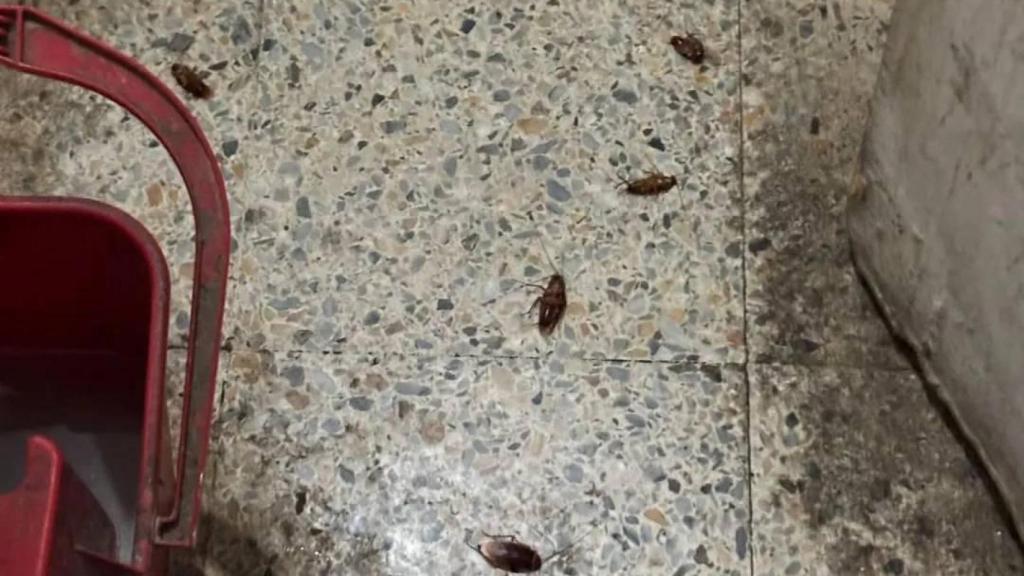 Cucarachas en el suelo del supermercado de L'Hospitalet de Llobregat