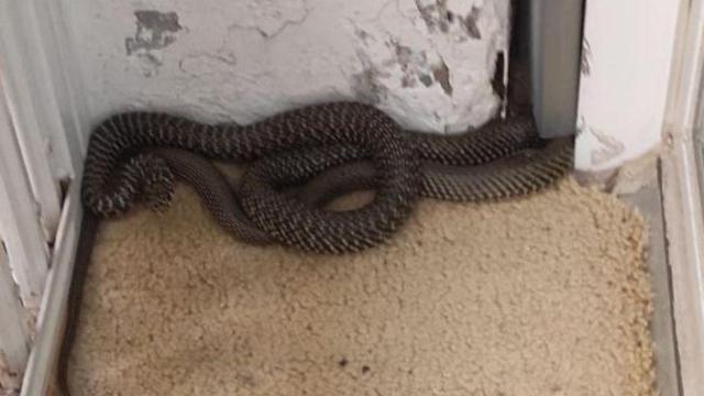 Una culebra verdeamarilla en una vivienda de Gràcia