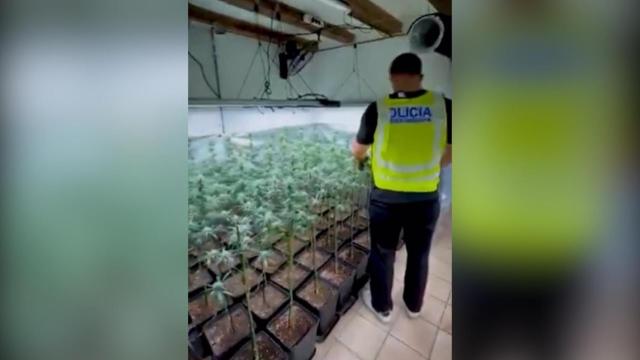 Desmantelada una plantación 'indoor' con 700 plantas en el distrito de Ciutat Vella (Barcelona)