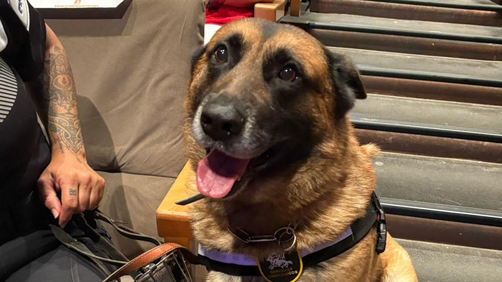 Juancho, el perro vigilante que salvó la vida de su guía en una okupación en Barcelona