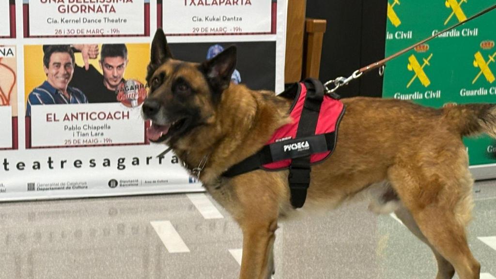 Juancho, el perro vigilante condecorado en Santa Coloma
