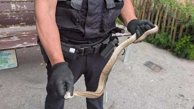 Imagen de la captura de la serpiente en Nou Barris