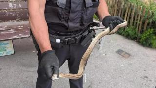 Imagen de la captura de la serpiente en Nou Barris