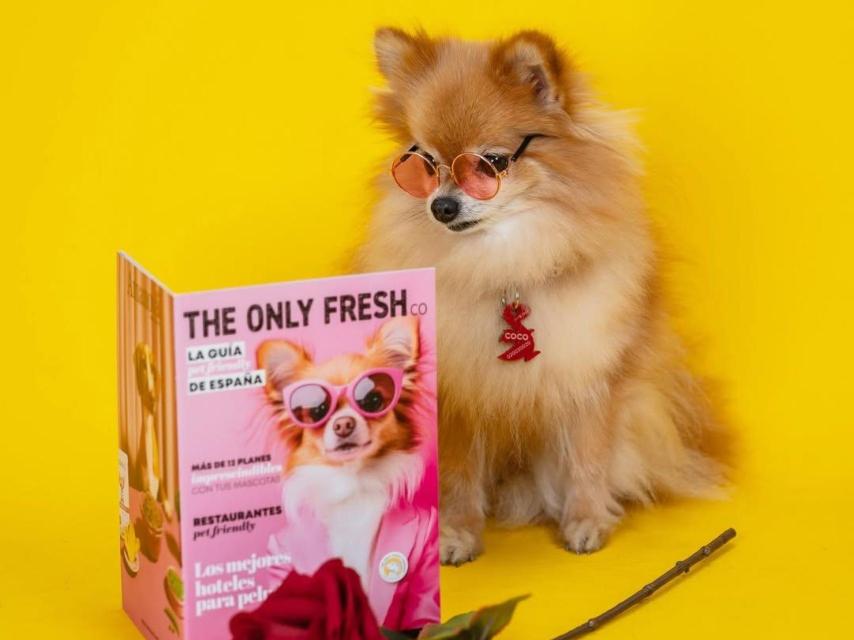 Perro fotografiado en el estudio de Voilà Concept Store en Barcelona