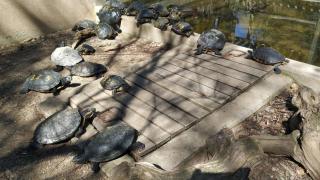 Tortugas de Florida en uno de los estanques del CRARC