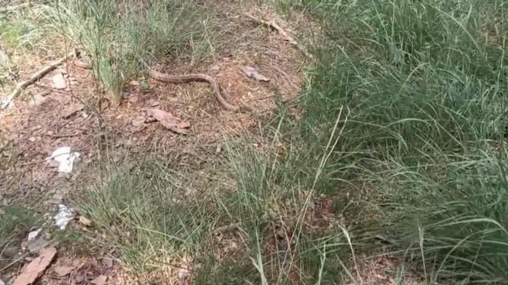 La policía de Polinyà devuelte una serpiente a su hábitat natural