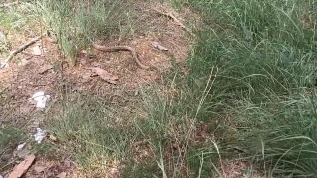 La policía de Polinyà devuelte una serpiente a su hábitat natural
