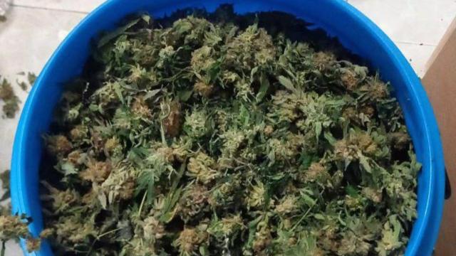 Cogollos de marihuana intervenidos