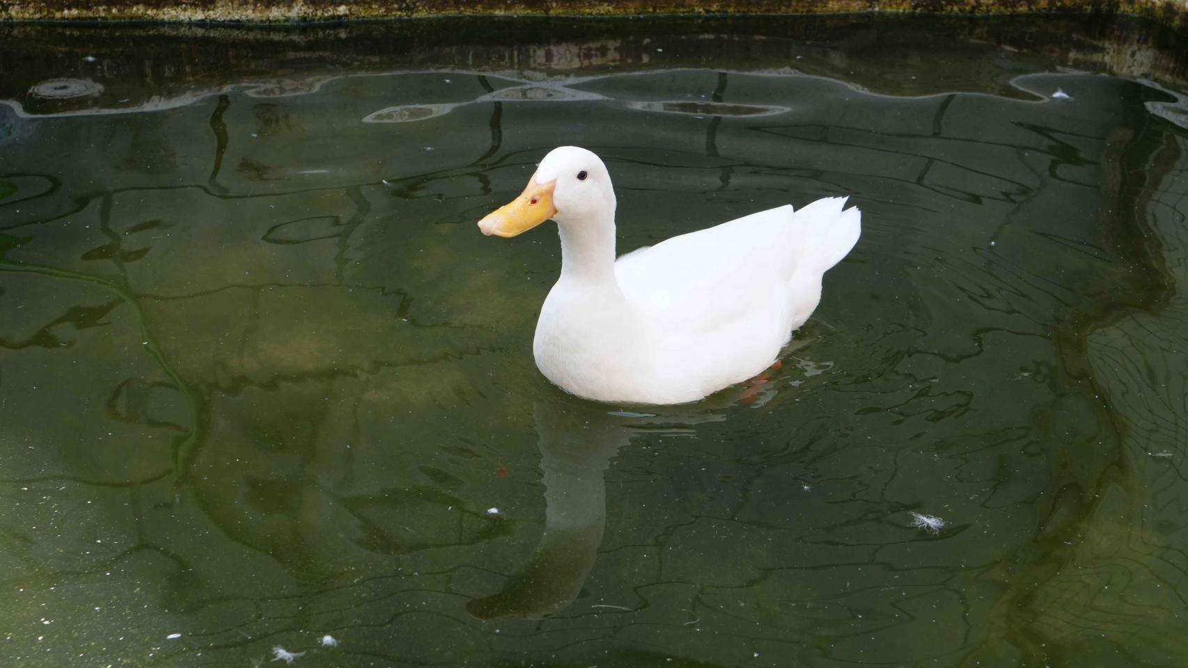 Barcelona renueva sus granjas urbanas y retoma la reforma de la calle Taulat