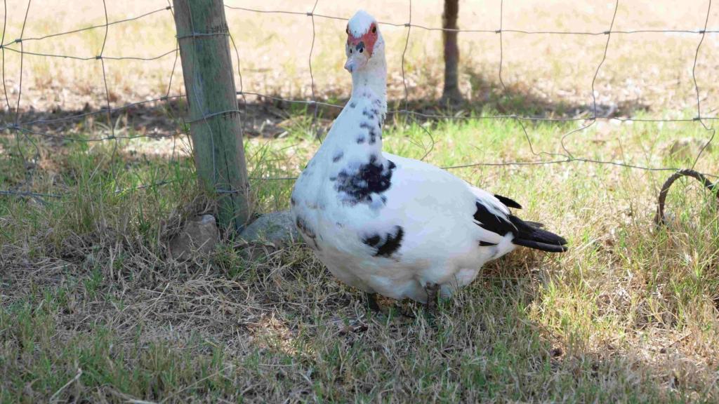 Imagen de archivo de la masía de Can Cadena (Sant Martí)