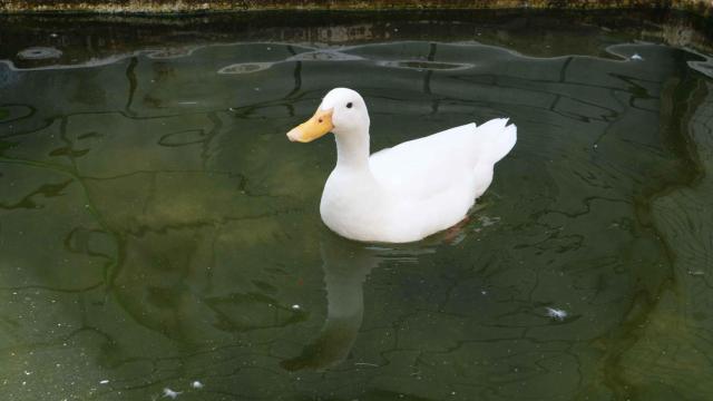 Barcelona renueva sus granjas urbanas y retoma la reforma de la calle Taulat