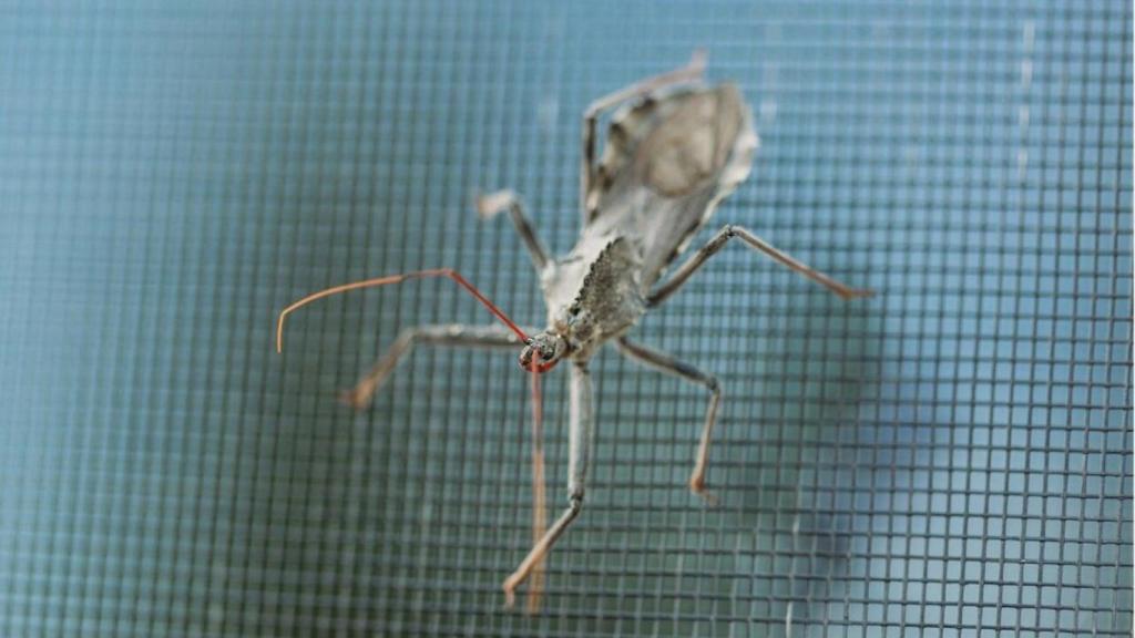 Insecto sobre una mosquitera