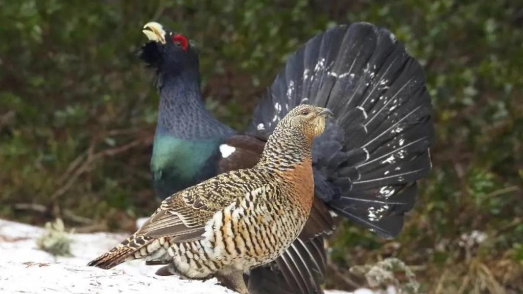 El animal del Pirineo catalán que está en peligro de extinción, el 'gall fer'