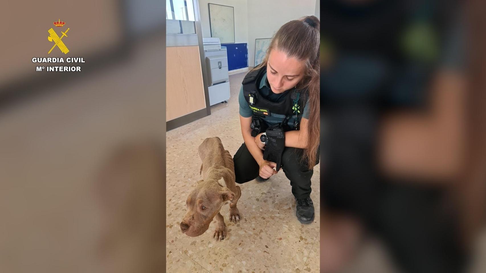 Una agente de la Guardia Civil con el perro intervenido en una finca de L'Aldea (Tarragona)