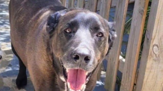 Buscan a Kubala, un perro que huyó de los petardos en Badalona