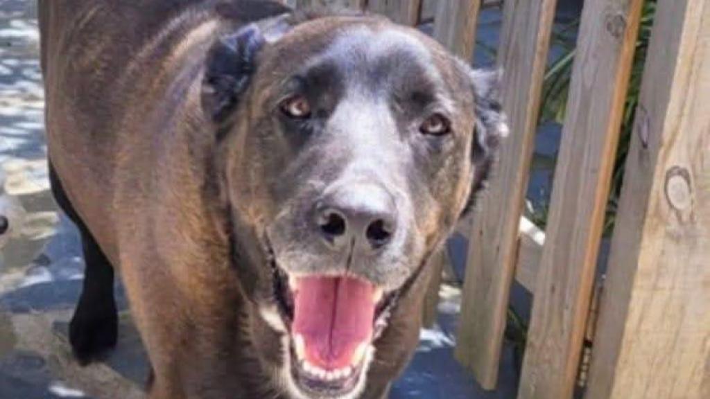 Buscan a Kubala, un perro que huyó de los petardos en Badalona