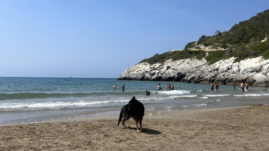 La cala Vallcarca, ideal para disfrutar con perros a 30 minutos de Barcelona