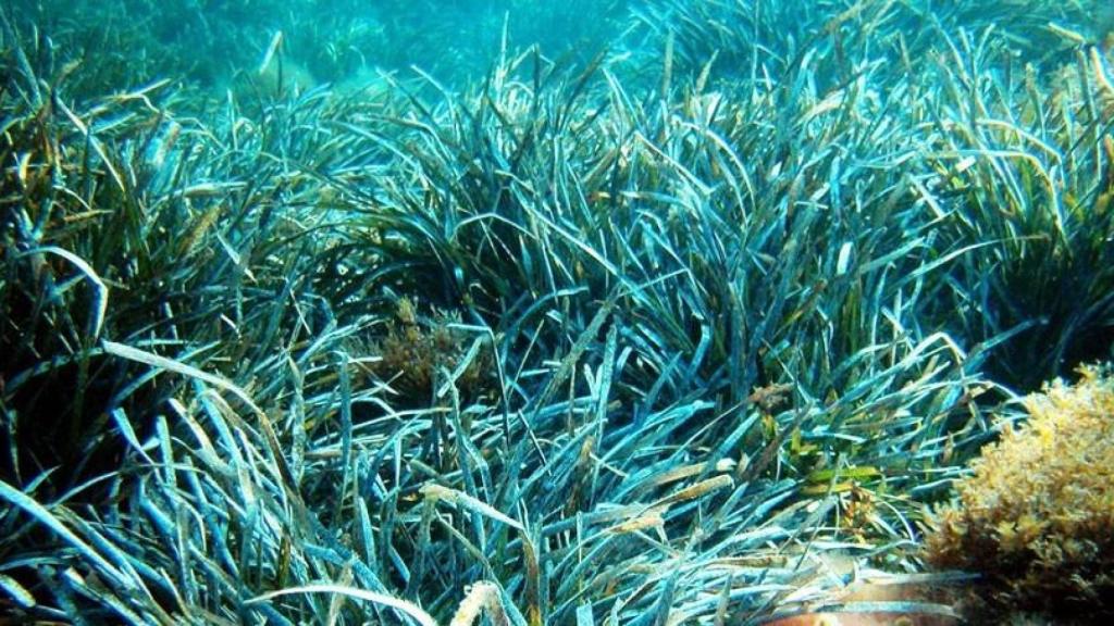 Posidonia oceánica
