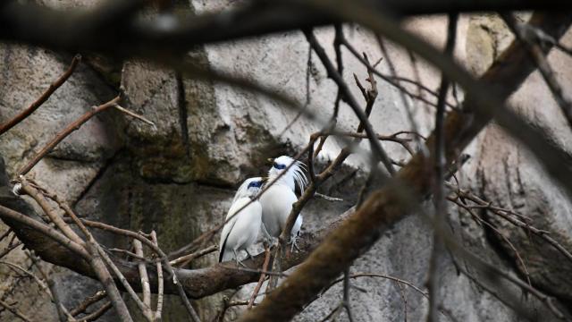 Ejemplares de mainá de Bali en el Zoo